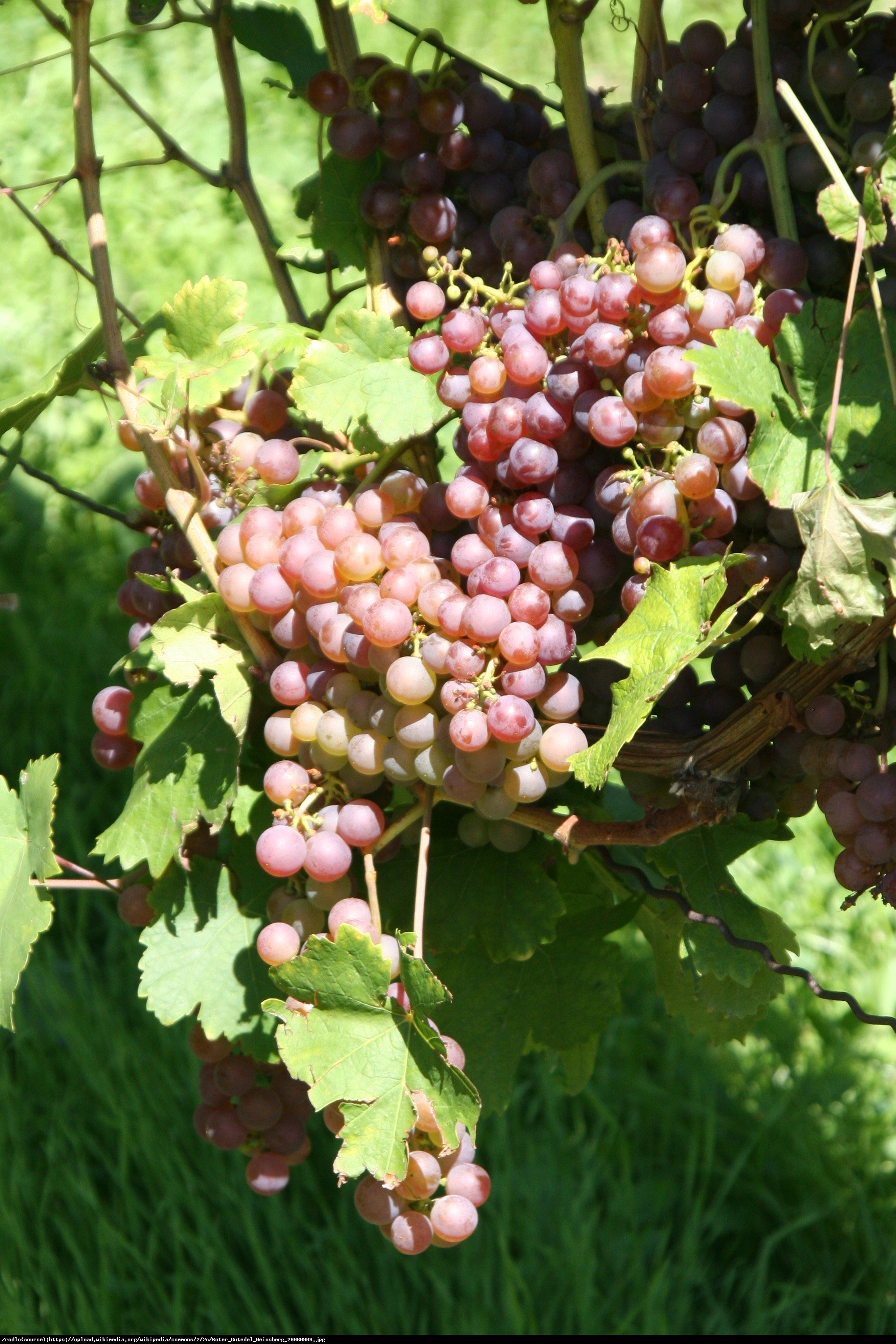 Winorośl Chrupka różowa - Vitis Chrupka różowa