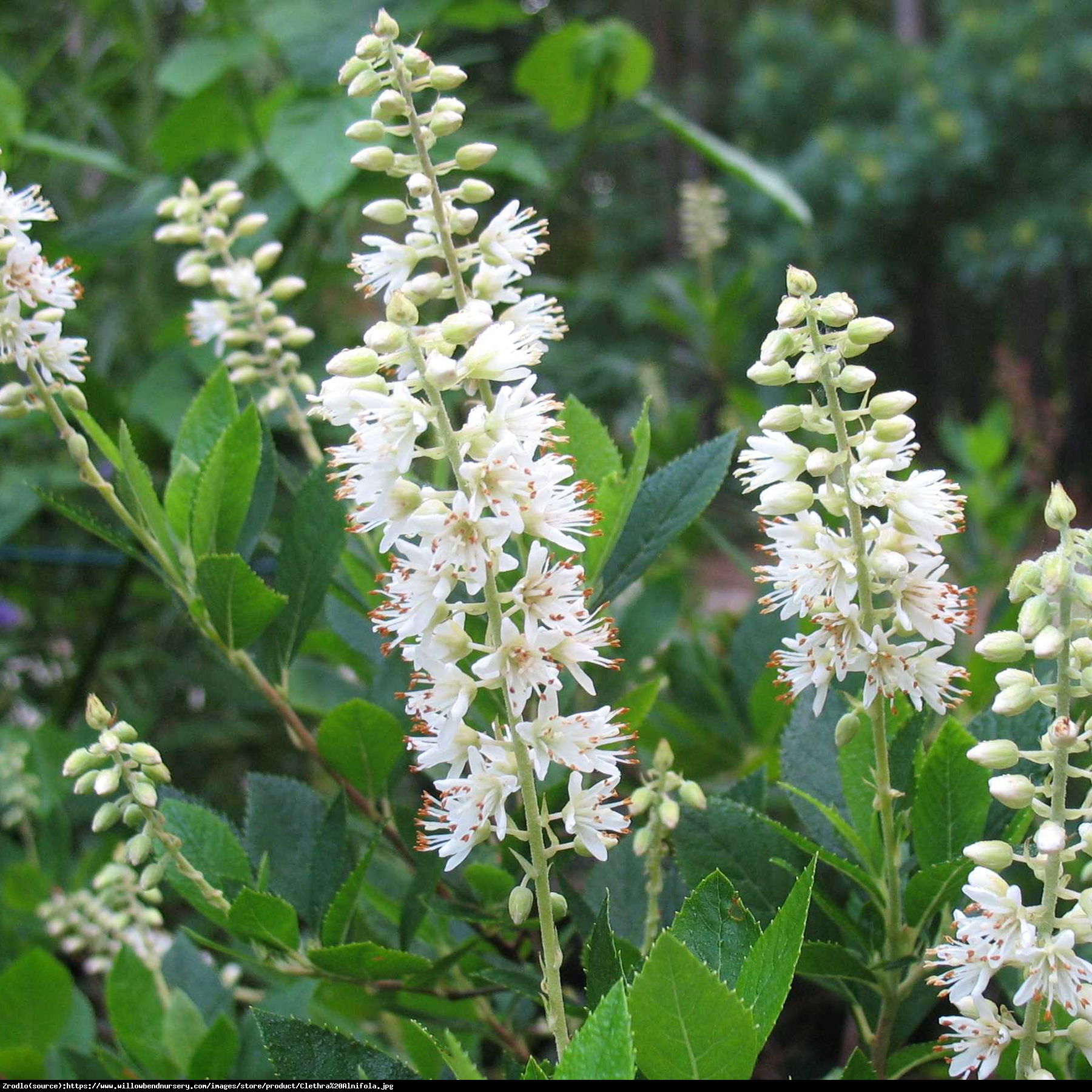 Orszelina Biała - Clethra alnifolia