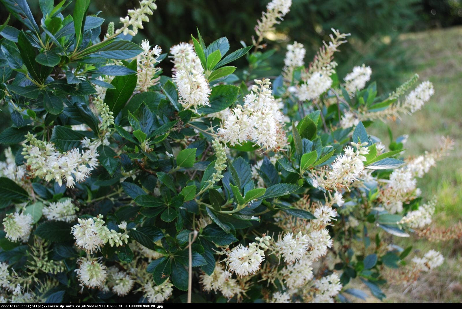 Orszelina Biała - Clethra alnifolia