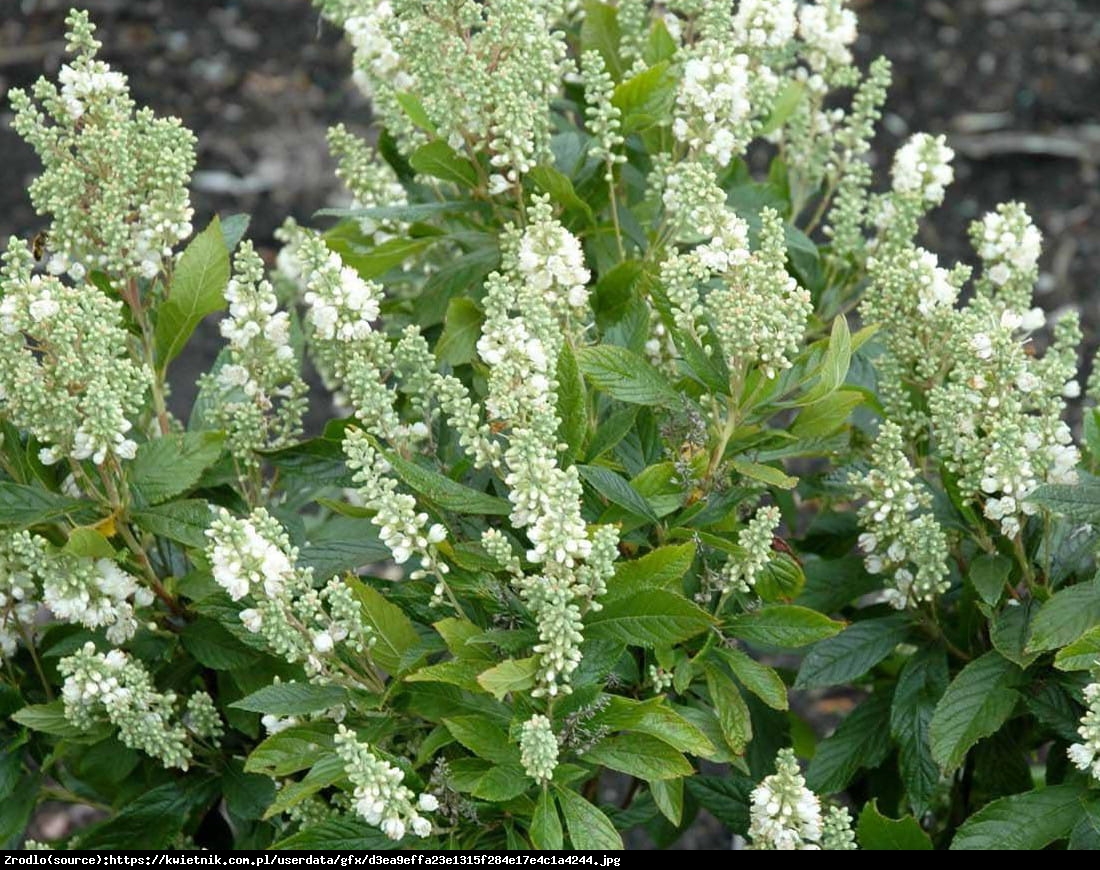 Orszelina Biała - Clethra alnifolia