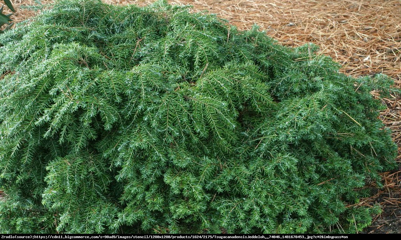 choina kanadyjska Jeddeloh - Tsuga canadensis Jeddeloh