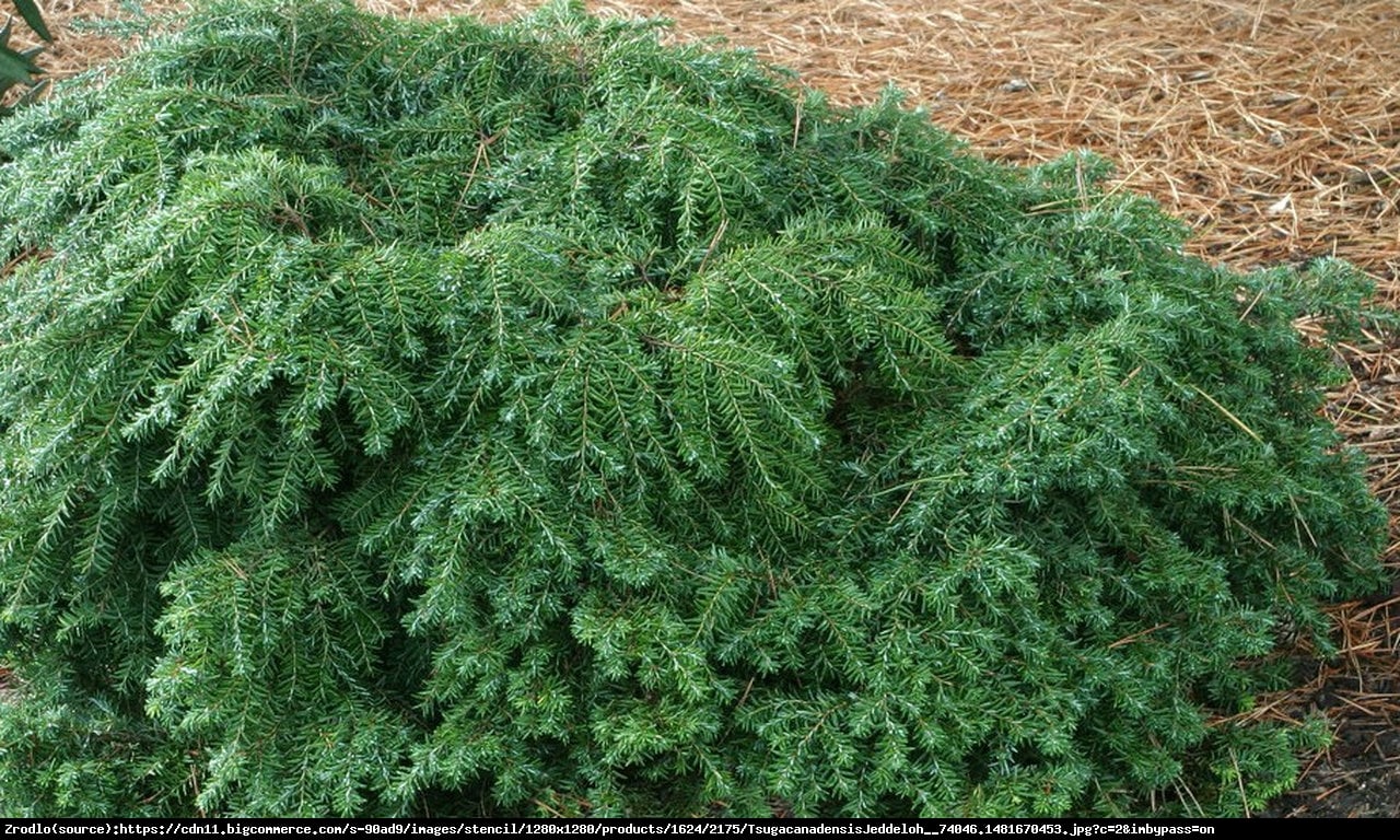 choina kanadyjska Jeddeloh - Tsuga canadensis Jeddeloh