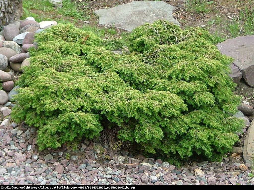 choina kanadyjska Jeddeloh - Tsuga canadensis Jeddeloh