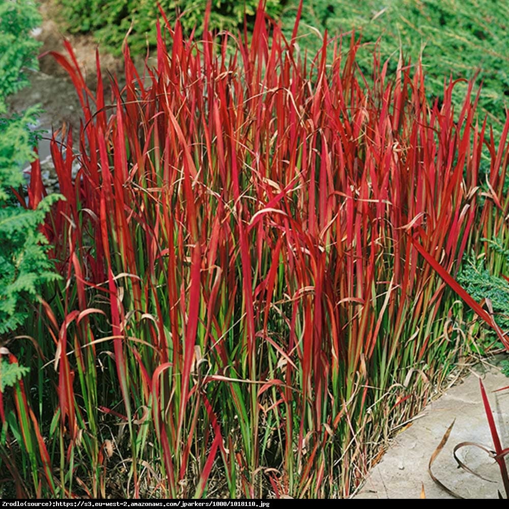 Trawa Imperata cylindryczna Red Baron - Imperata cylindrica Red Baron