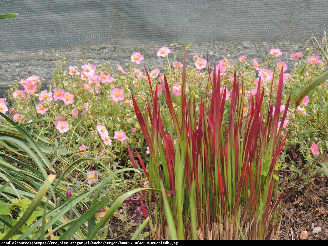 Trawa Imperata cylindryczna Red Baron - Imperata cylindrica Red Baron