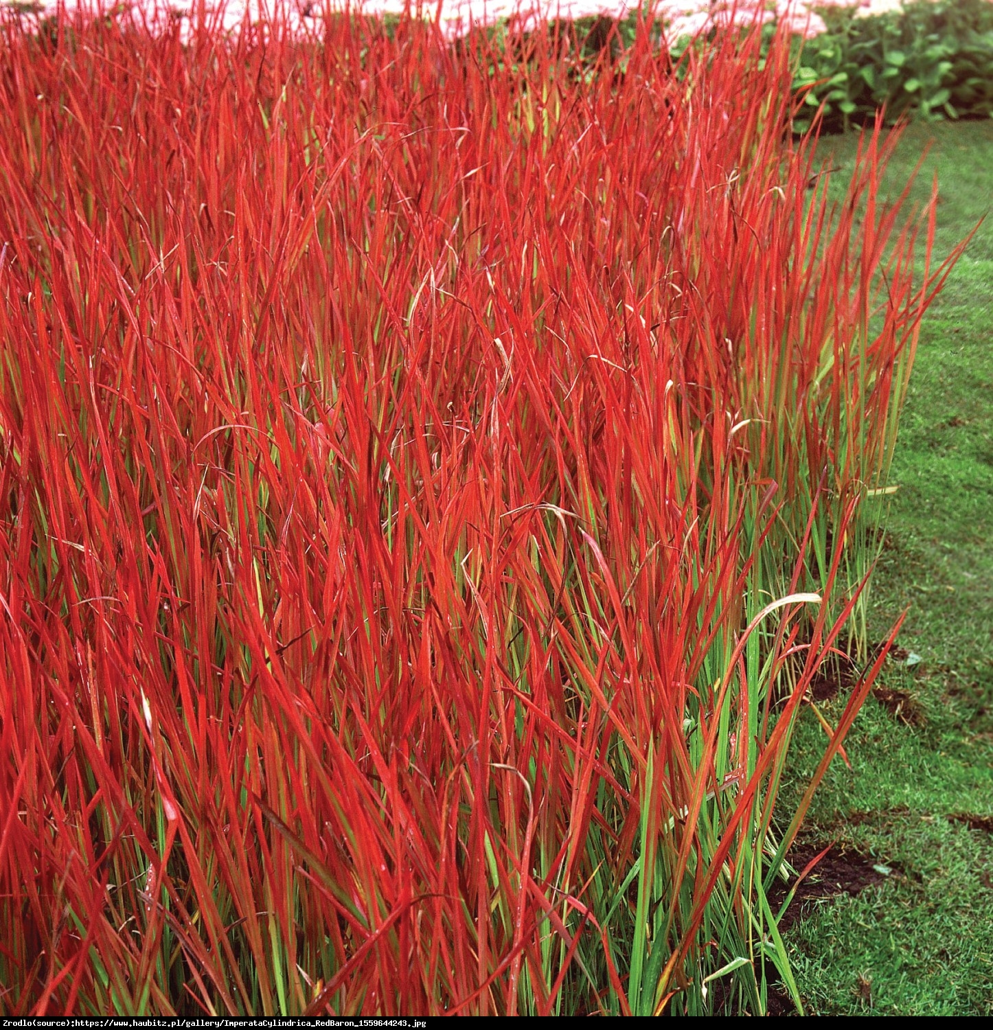 Trawa Imperata cylindryczna Red Baron - Imperata cylindrica Red Baron