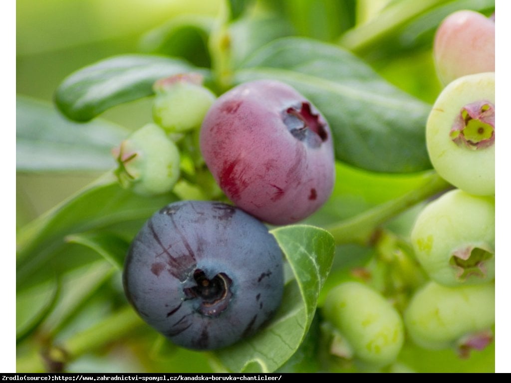 Borówka amerykańska Chanticleer 3 letnia - Vaccinium corymbosum Chanticleer 