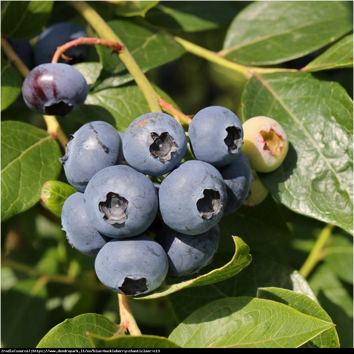 Borówka amerykańska Chanticleer 3 letnia - Vaccinium corymbosum Chanticleer 