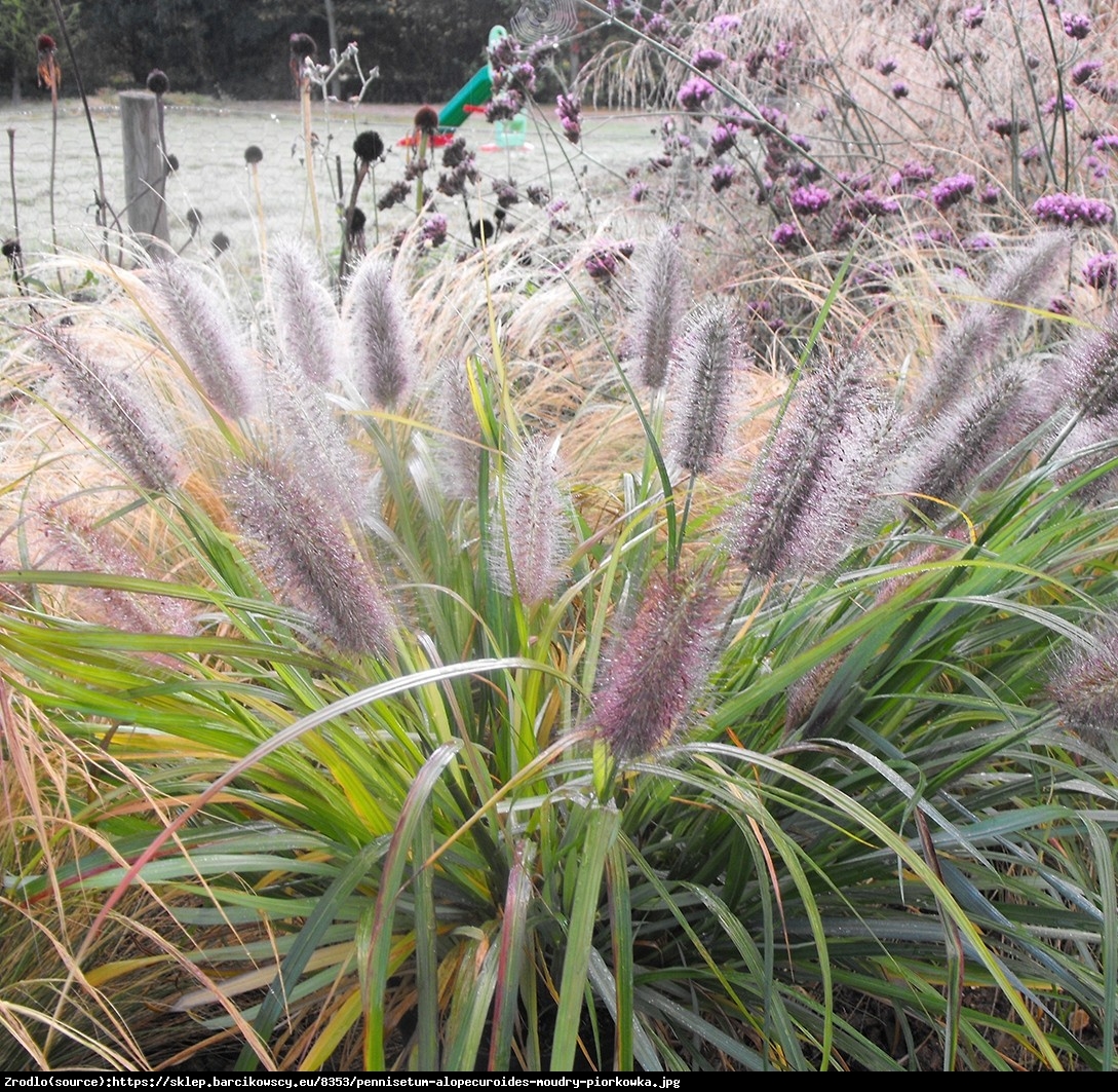 Trawa Rozplenica japońska Moudry - Pennisetum alopecuroides Moudry