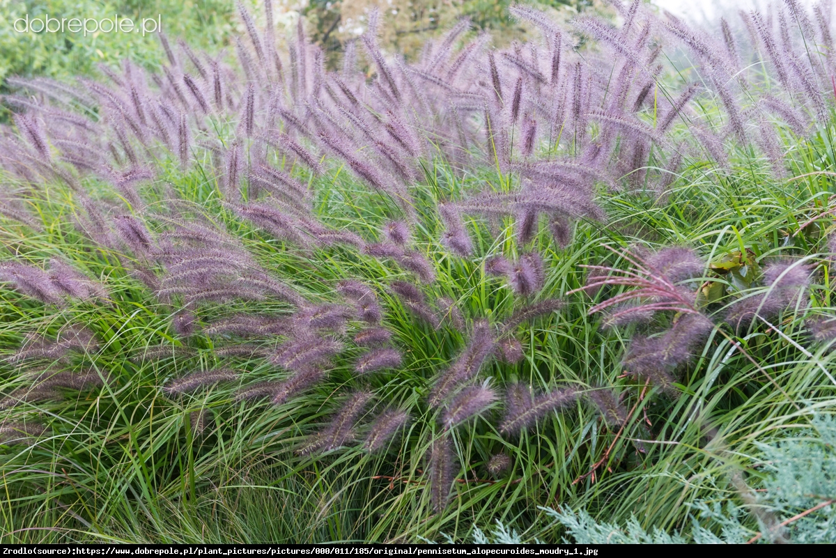 Trawa Rozplenica japońska Moudry - Pennisetum alopecuroides Moudry