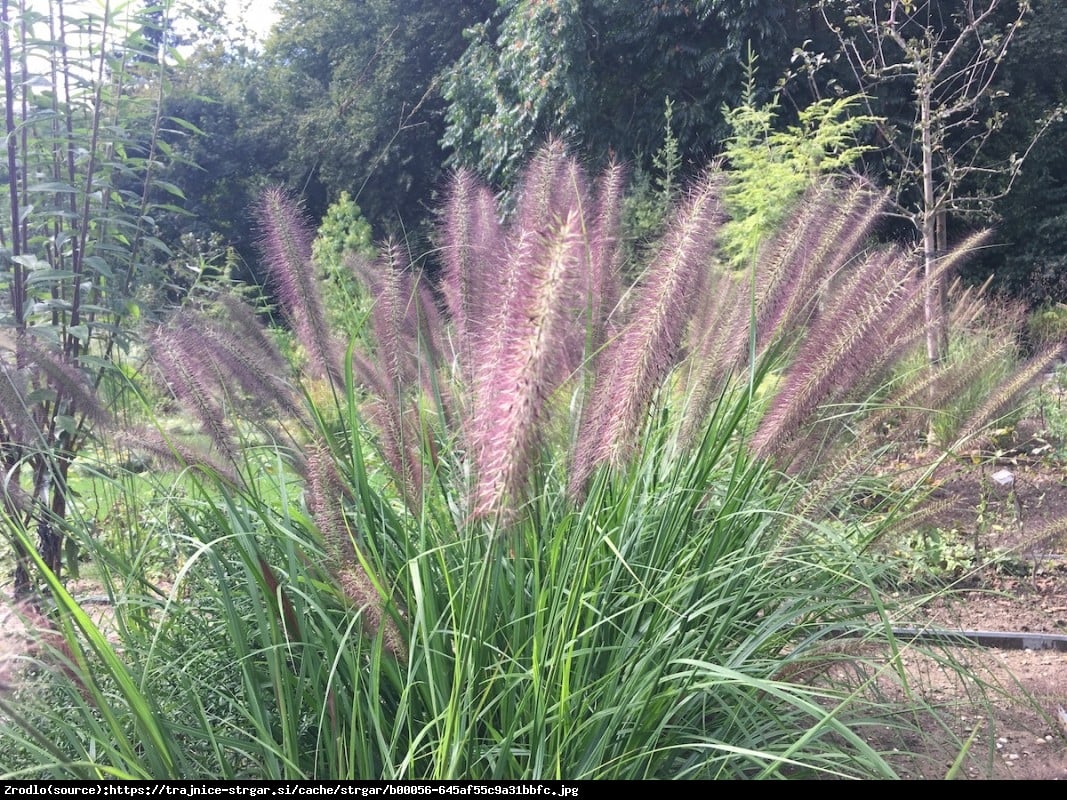 Trawa Rozplenica japońska Moudry - Pennisetum alopecuroides Moudry