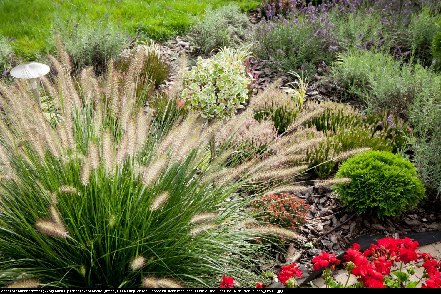 Trawa Rozplenica japońska Herbstzauber - Pennisetum alopecuroides Herbstzauber