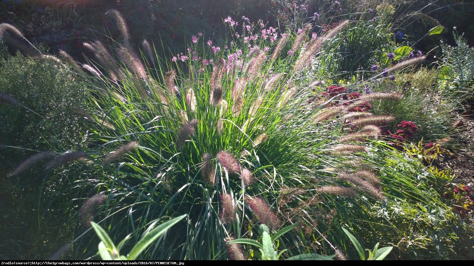 Trawa Rozplenica japońska Herbstzauber - Pennisetum alopecuroides Herbstzauber