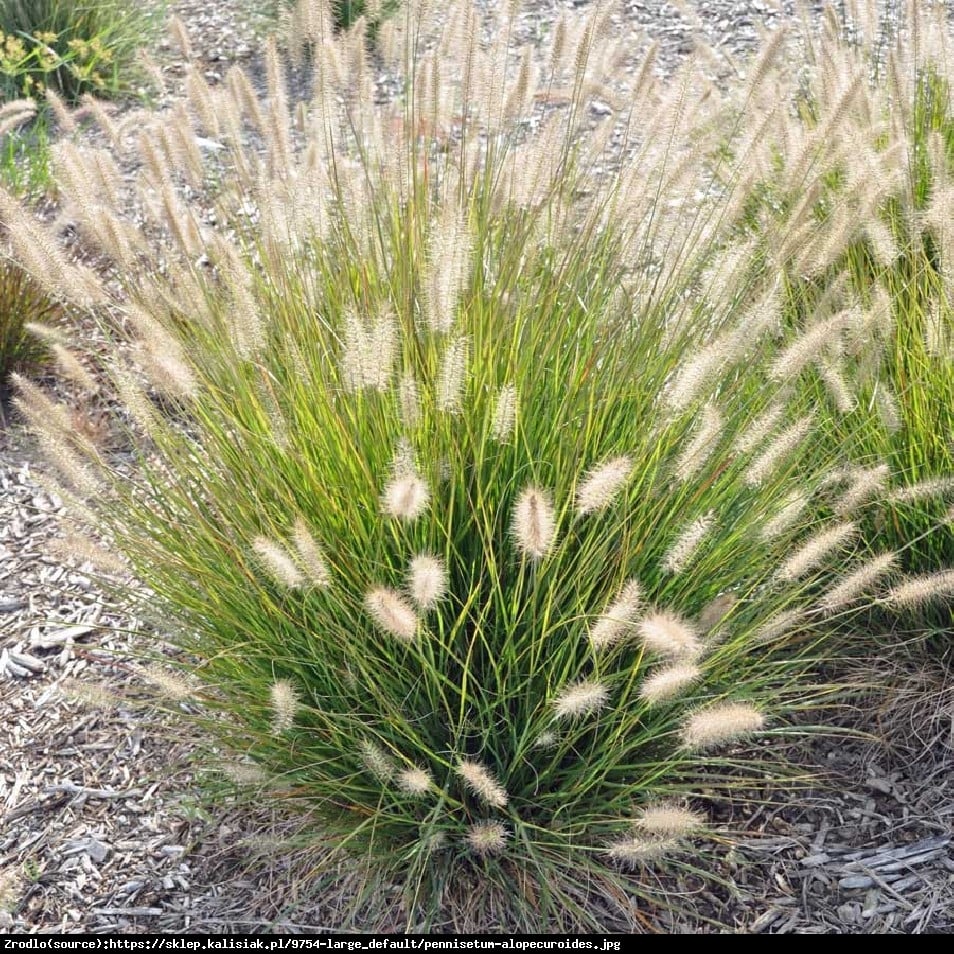 Trawa Rozplenica japońska Herbstzauber - Pennisetum alopecuroides Herbstzauber