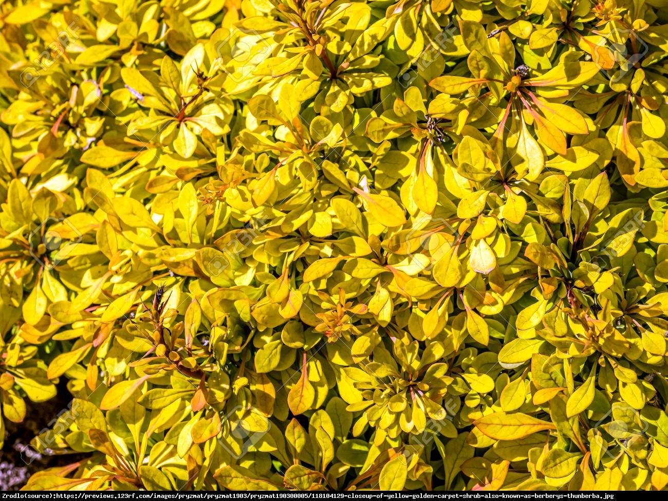 Berberys Thunberga Golden Carpet - Berberis thunbergii Golden Carpet