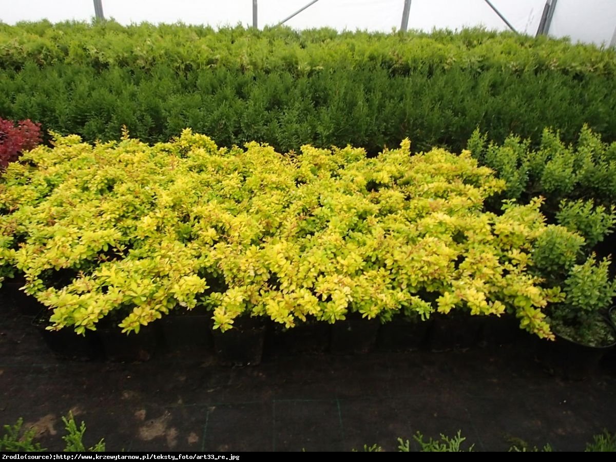 Berberys Thunberga Golden Carpet - Berberis thunbergii Golden Carpet