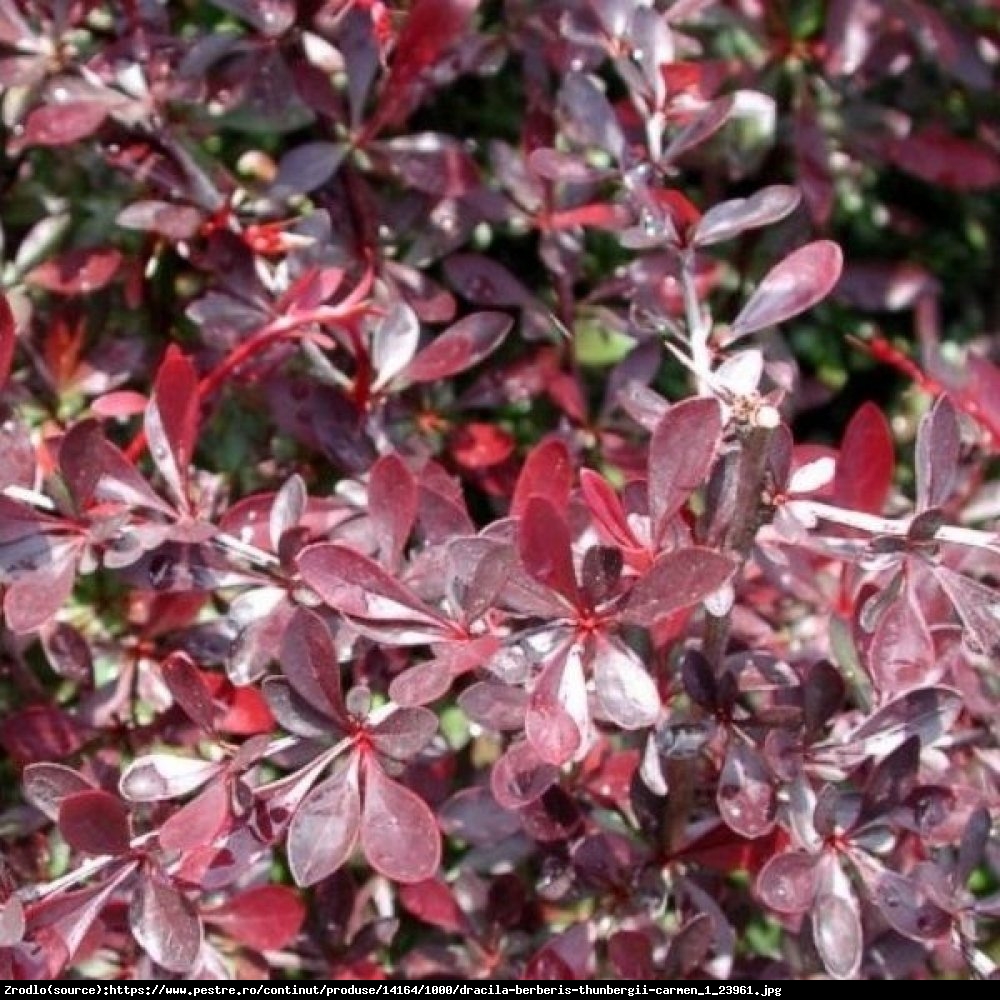 Berberys Thunberga Carmen - Berberis thunbergii Carmen