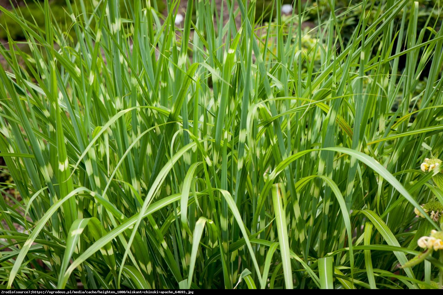 Trawa Miskant chiński Apache - Miscanthus sinensis Apache