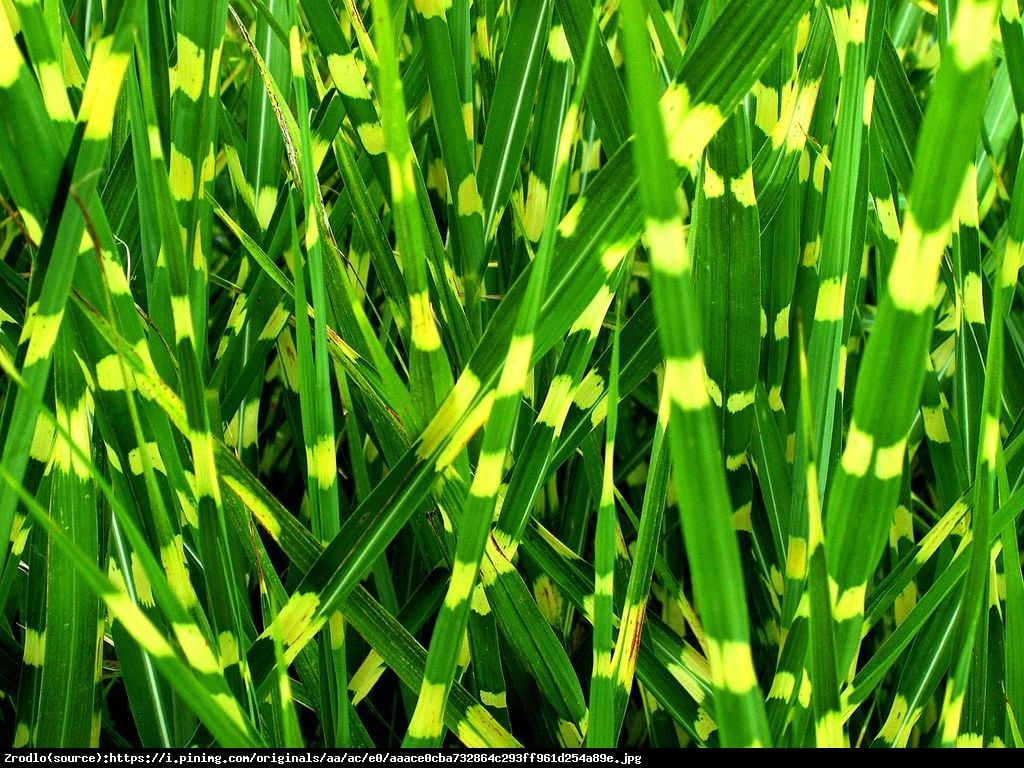 Trawa Miskant chiński Apache - Miscanthus sinensis Apache