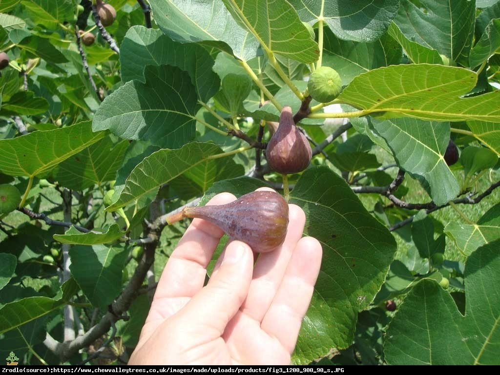 Figowiec Figa Brown Turkey - Ficus carica Brown Turkey