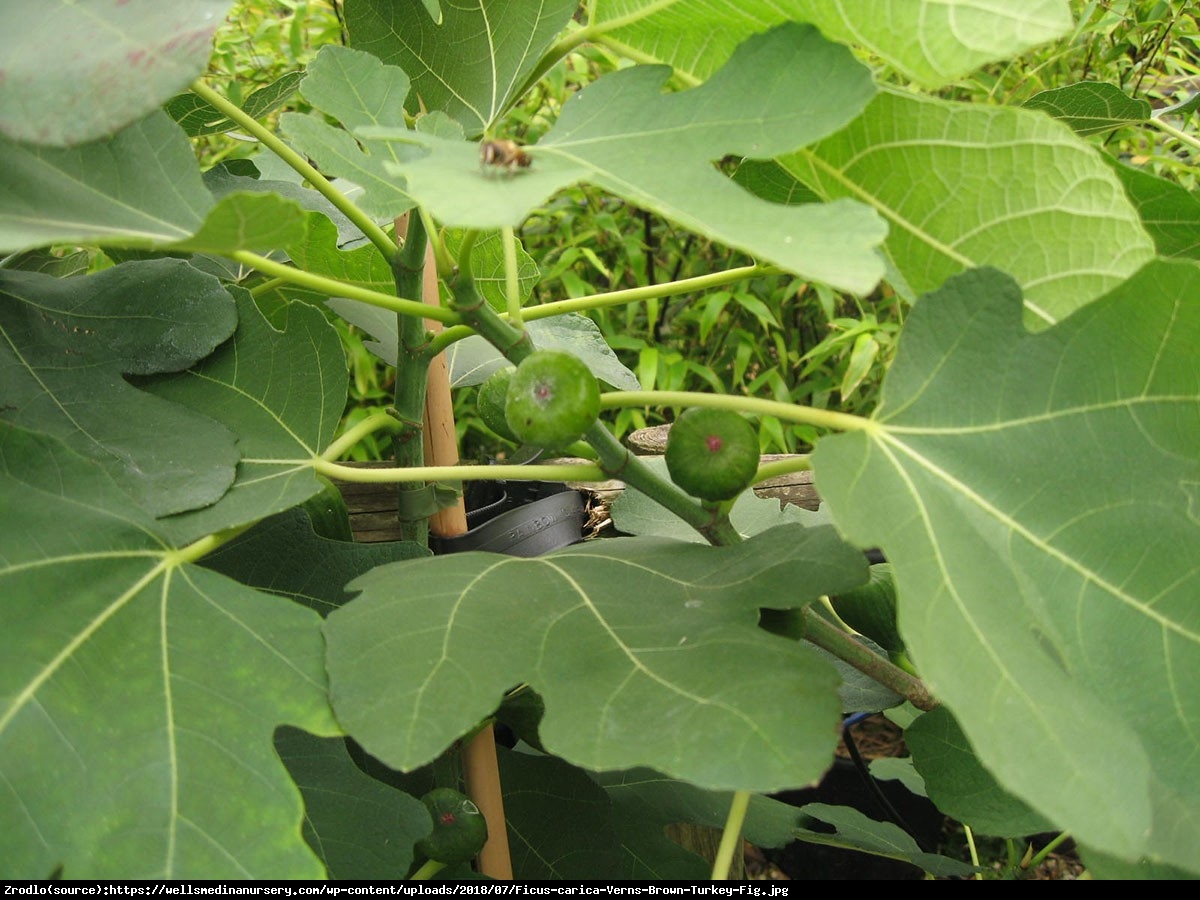 Figowiec Figa Brown Turkey - Ficus carica Brown Turkey