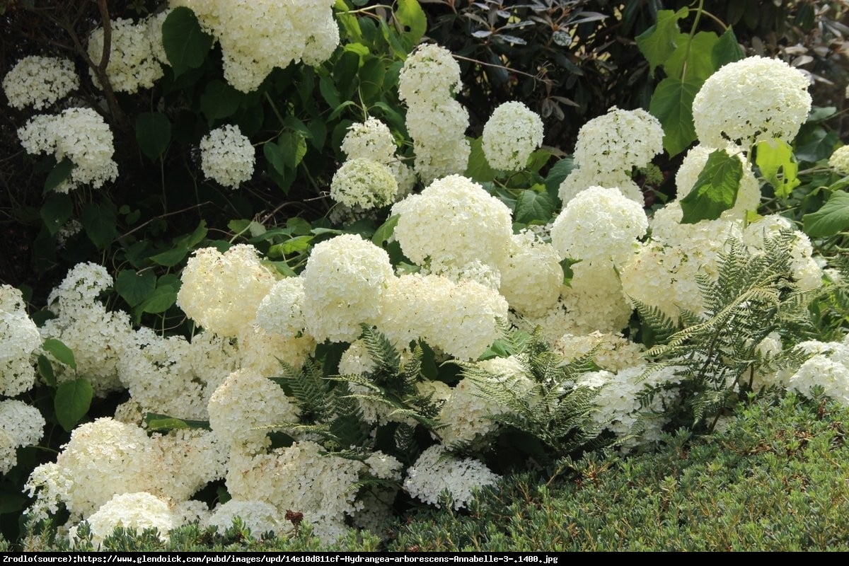 Hortensja dębolistna Ice Crystal - Hydrangea quercifolia Ice Crystal