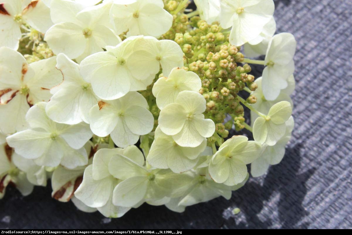 Hortensja dębolistna Ice Crystal - Hydrangea quercifolia Ice Crystal