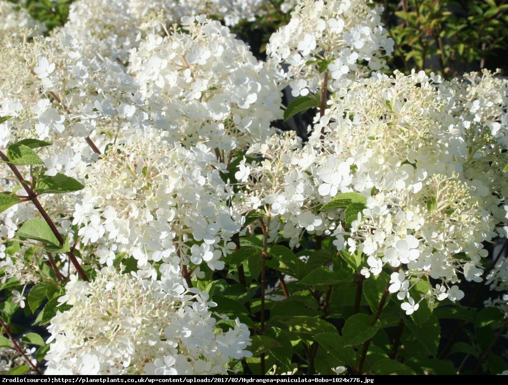 Hortensja dębolistna Ice Crystal - Hydrangea quercifolia Ice Crystal