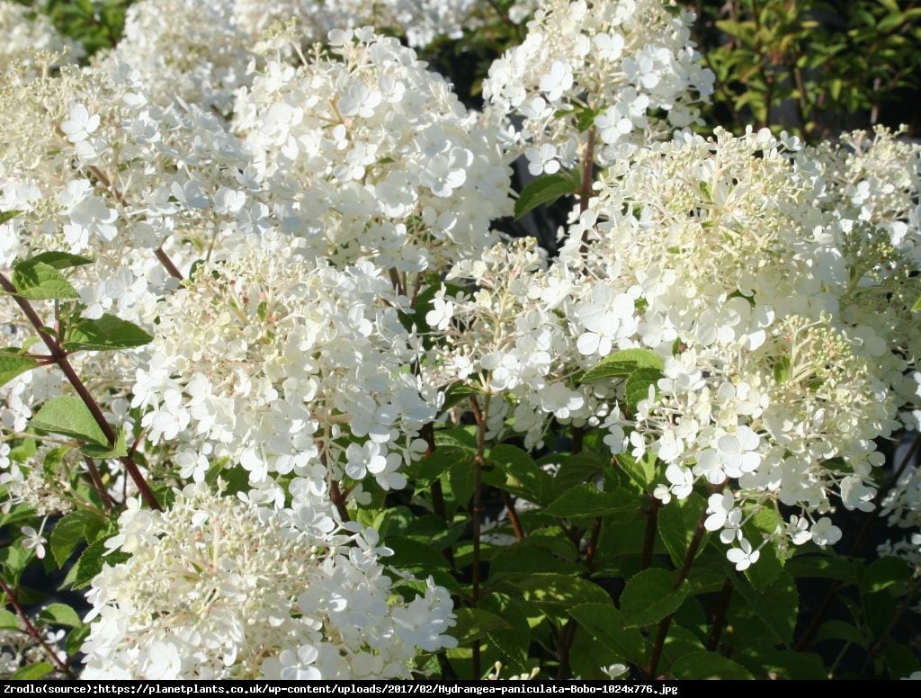 Hortensja dębolistna Ice Crystal - Hydrangea quercifolia Ice Crystal