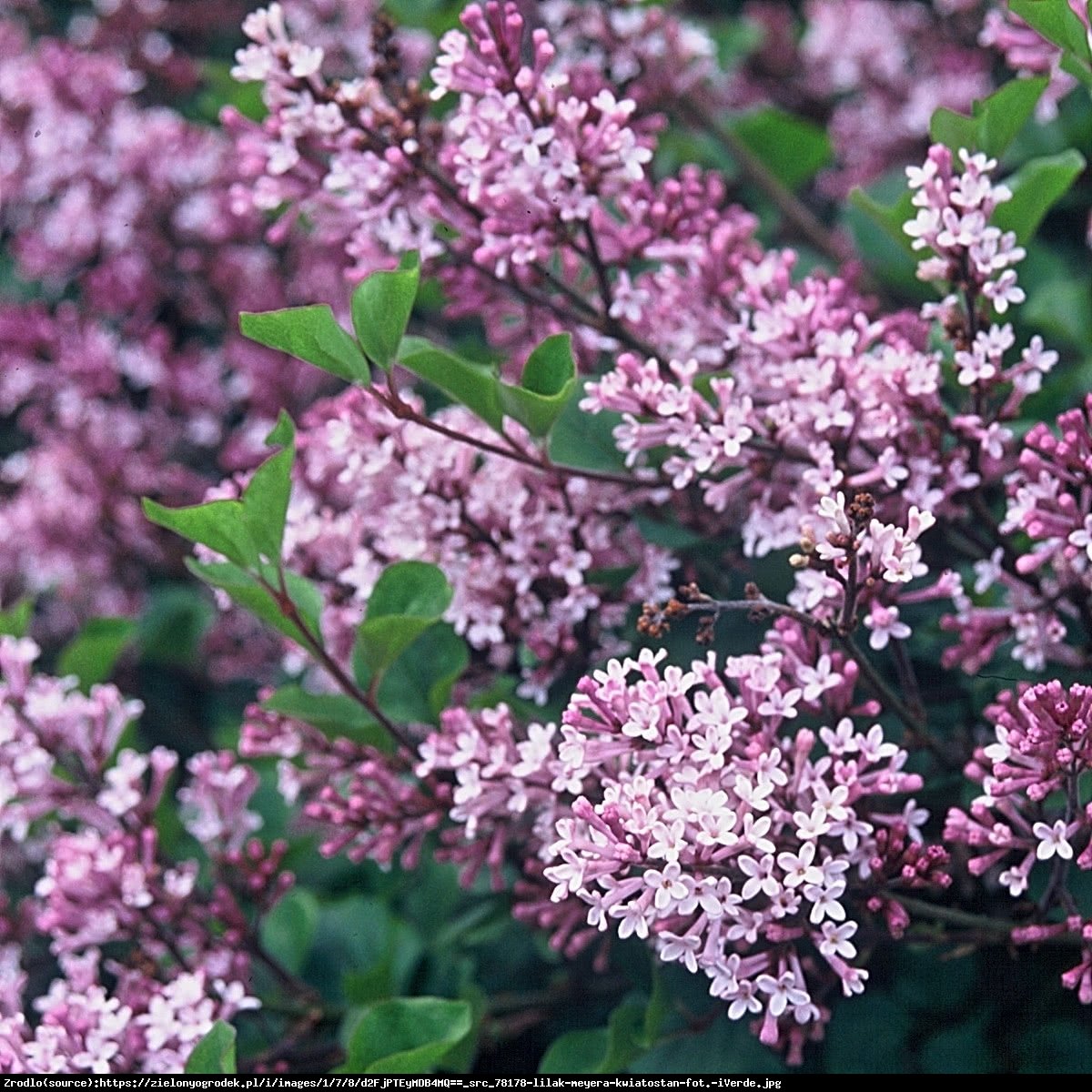 Lilak Meyera Palibin - Syringa meyeri Palibin