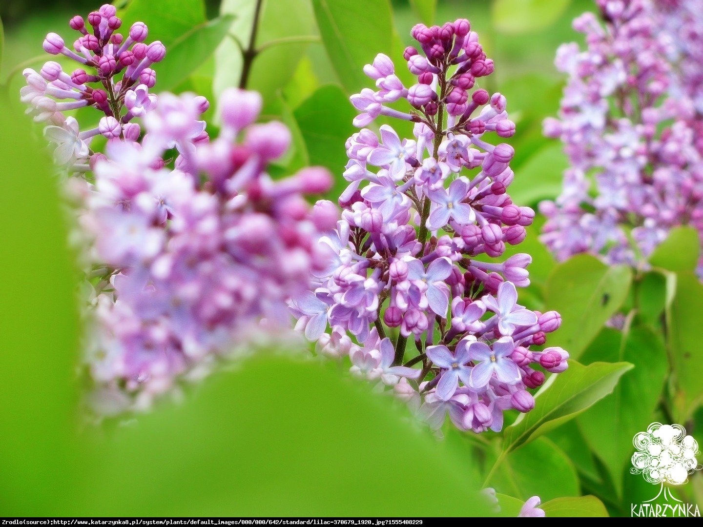 Lilak Meyera Palibin - Syringa meyeri Palibin