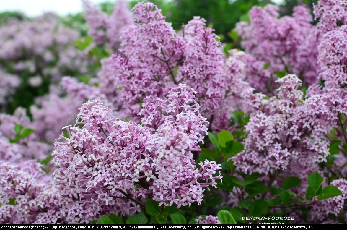 Lilak Meyera Palibin - Syringa meyeri Palibin