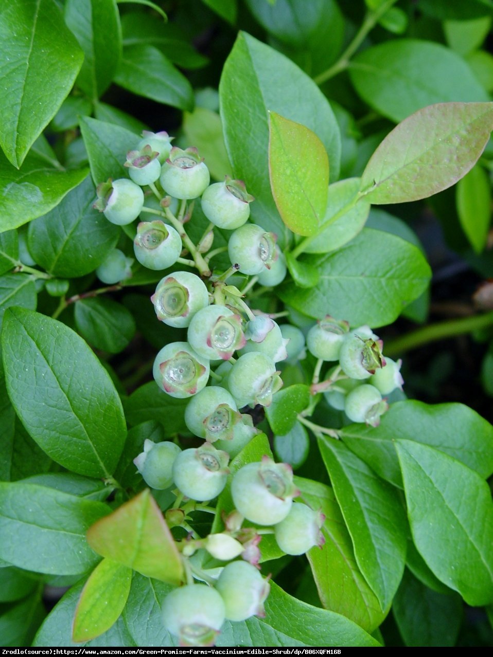 Borówka amerykańska Earliblue 2 letnia - Vaccinium corymbosum