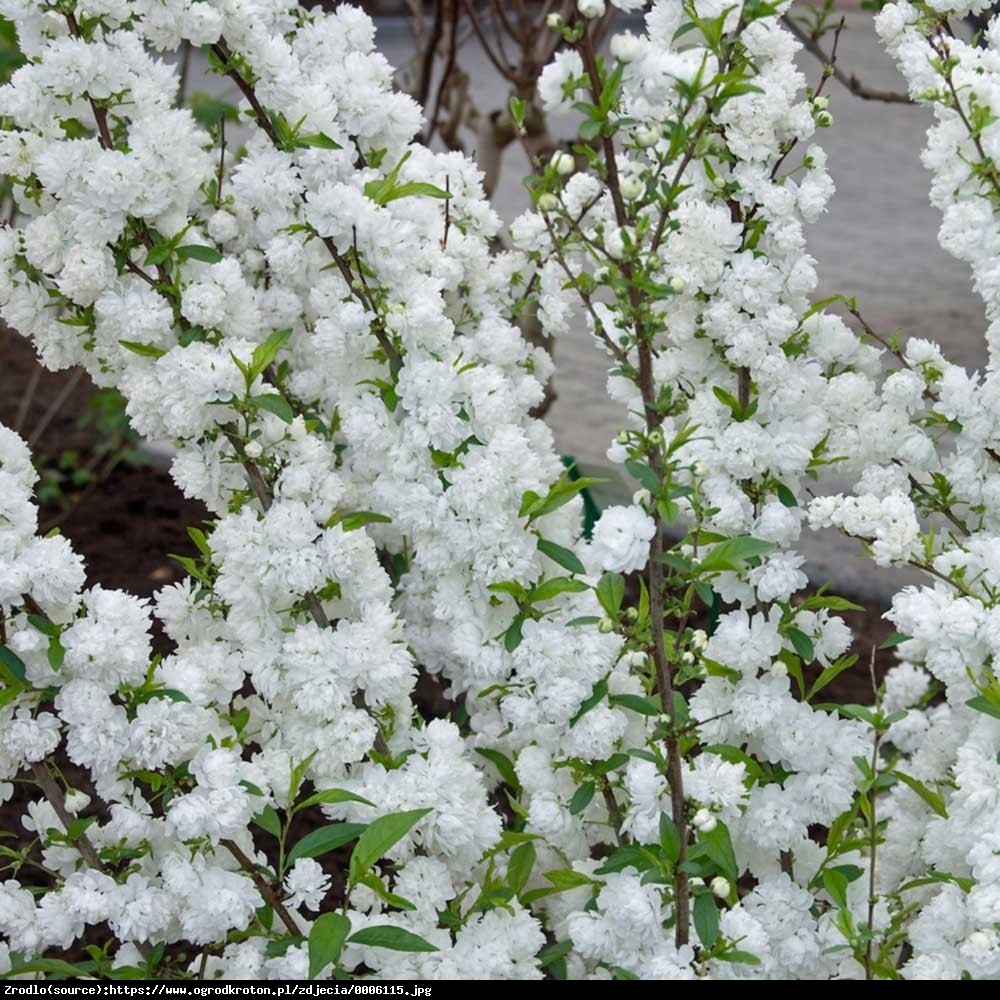 Tawuła nippońska Snowmound - Spiraea nipponica Snowmound
