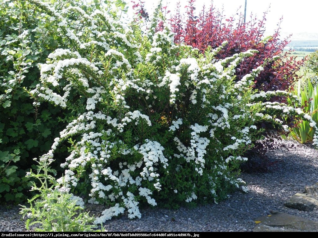 Tawuła nippońska Snowmound - Spiraea nipponica Snowmound