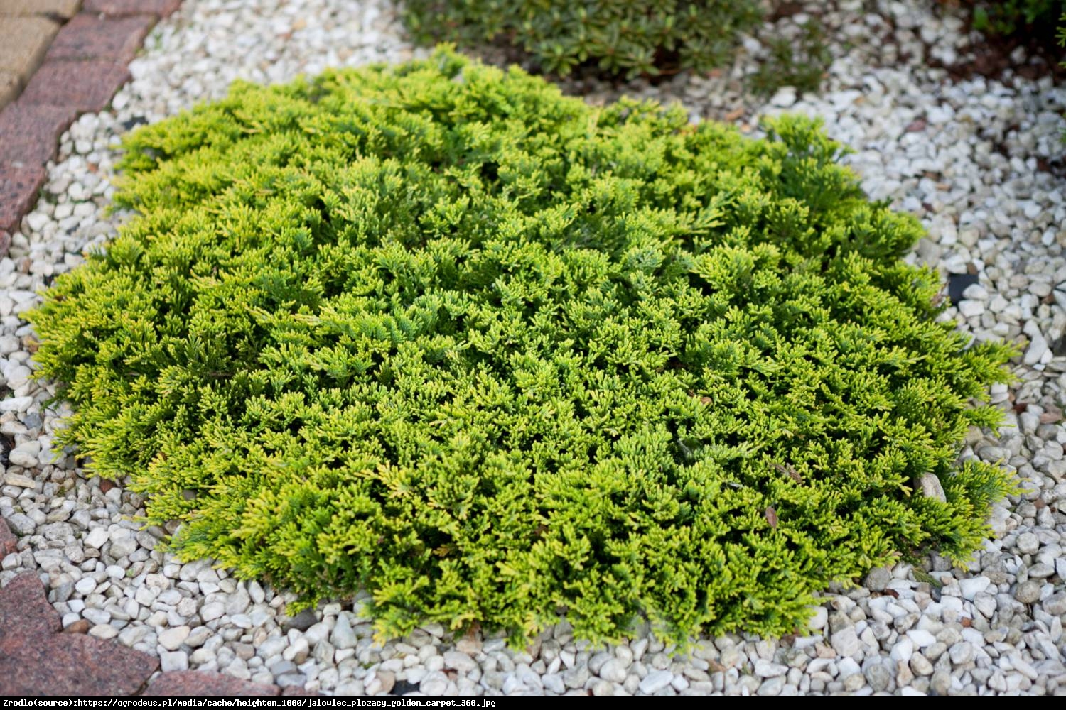 Jałowiec płożący Golden Carpet - Juniperus horizontalis Golden Carpet