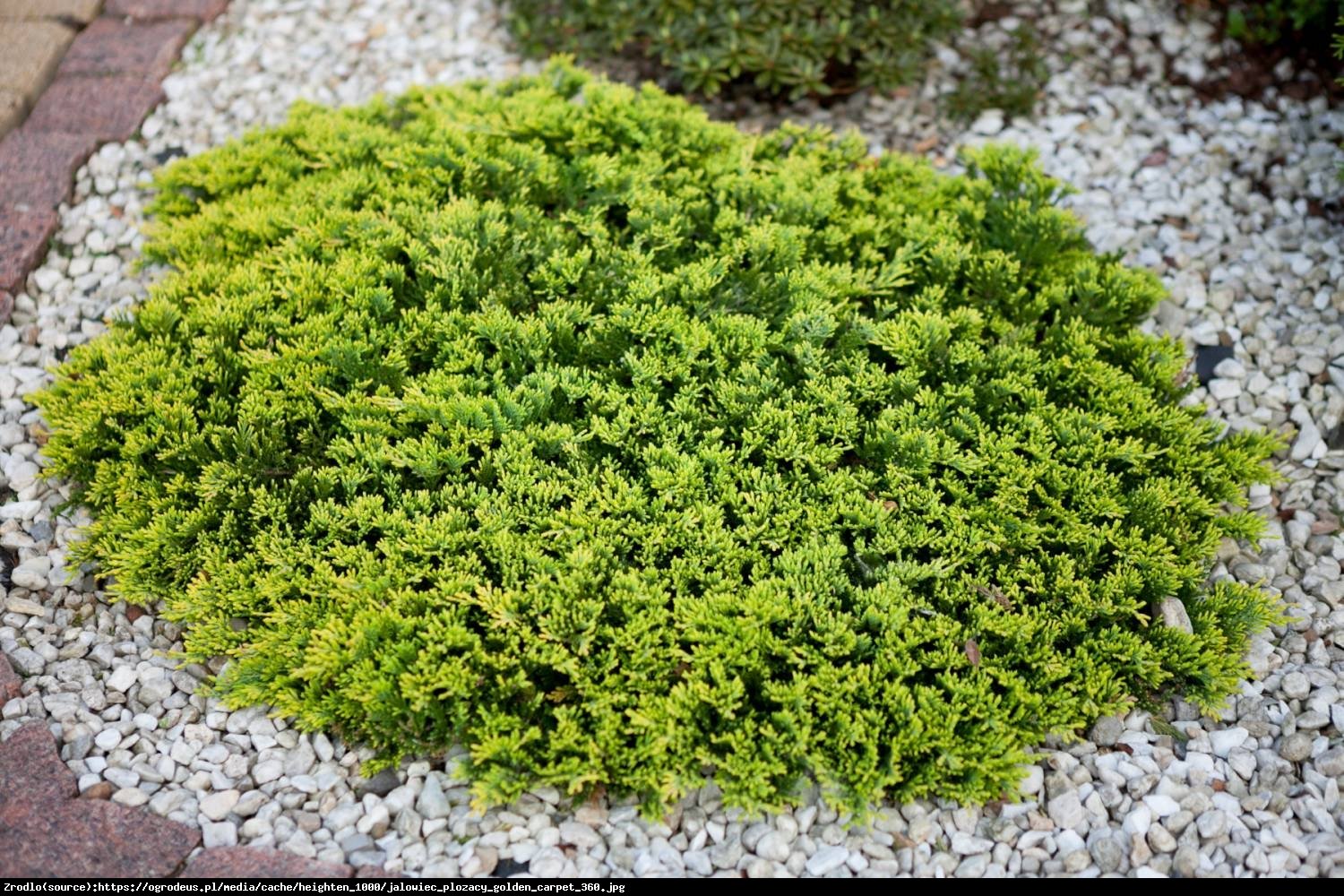 Jałowiec płożący Golden Carpet - Juniperus horizontalis Golden Carpet