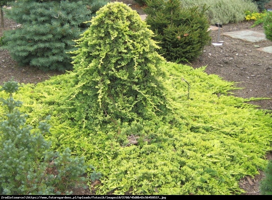 Jałowiec płożący Golden Carpet - Juniperus horizontalis Golden Carpet