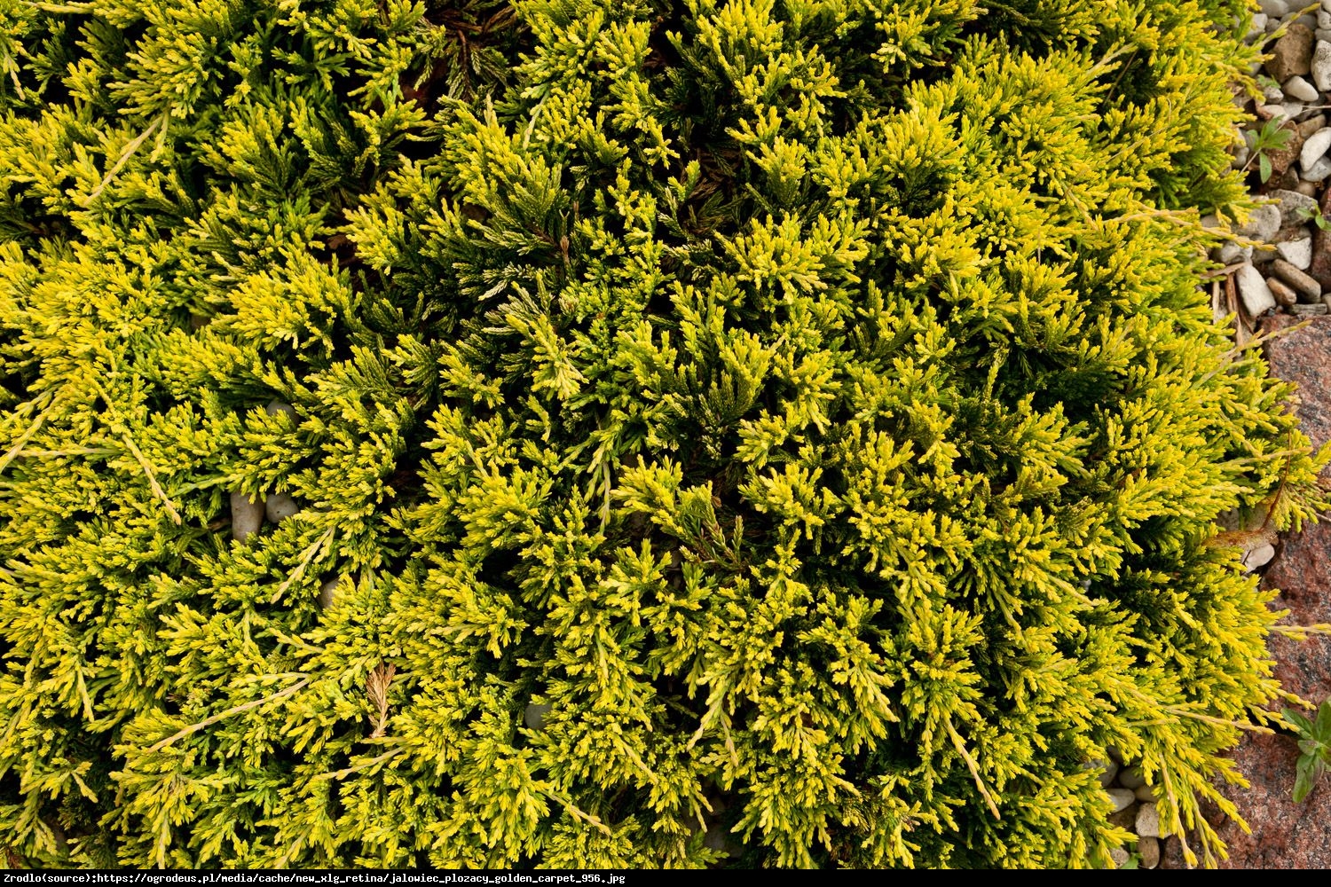 Jałowiec płożący Golden Carpet - Juniperus horizontalis Golden Carpet