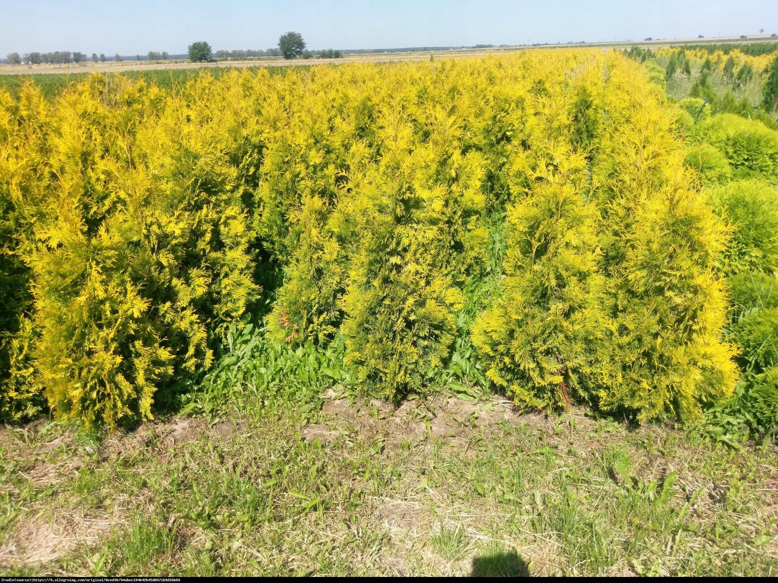 Tuja Żywotnik zachodni Europa Gold - Thuja occidentalis Europa Gold