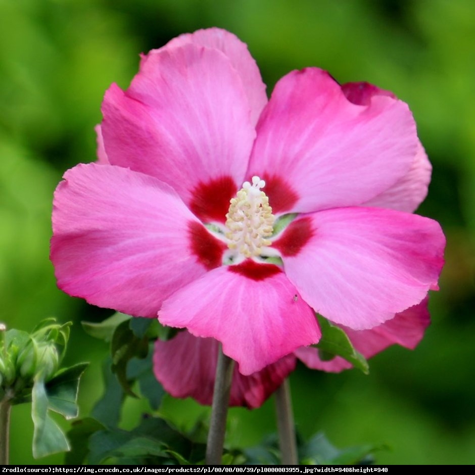 Hibiscus syryjski Ketmia syryjska WOODBRIDGE - Hibiscus syriacus WOODBRIDGE