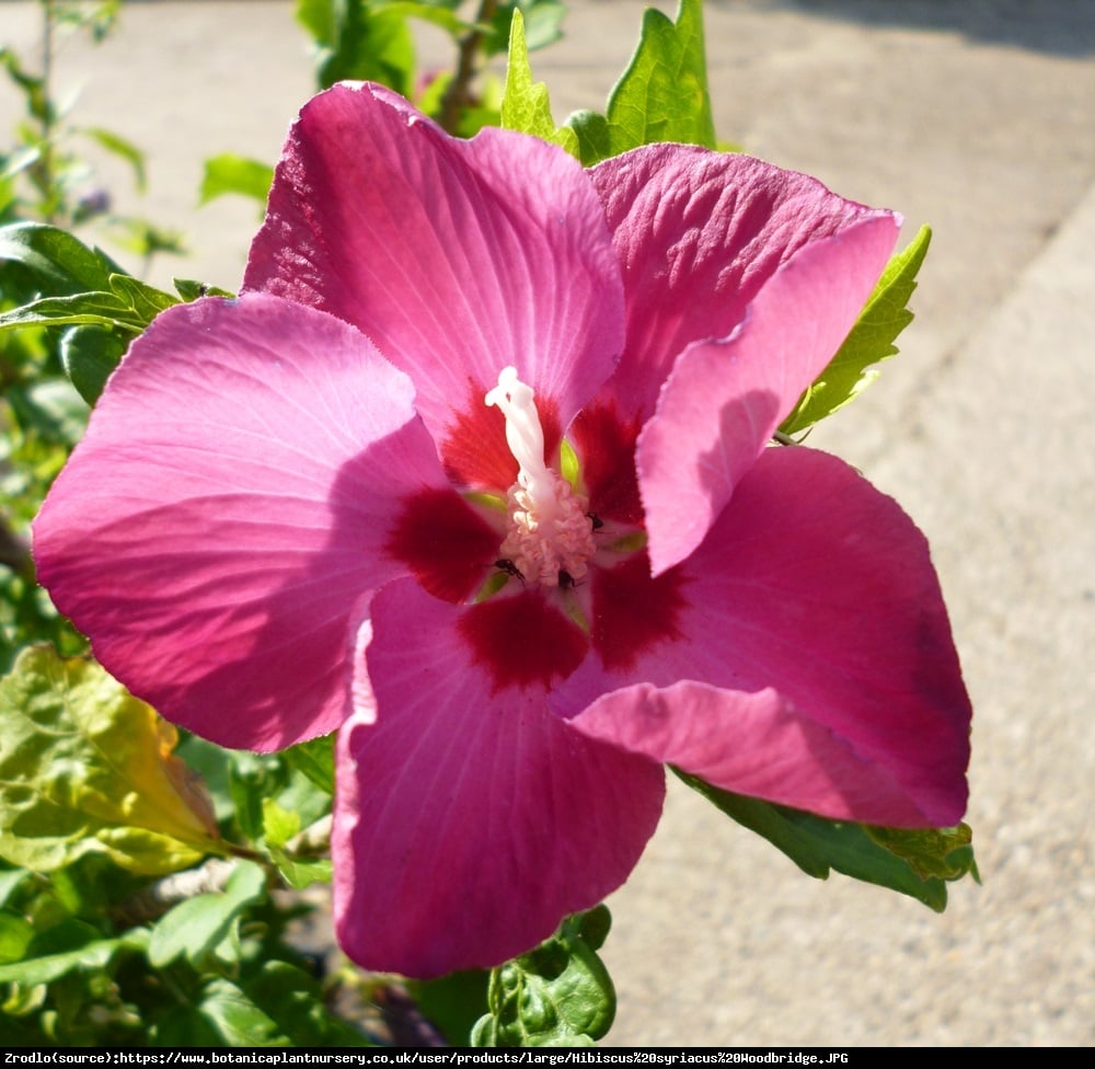 Hibiscus syryjski Ketmia syryjska WOODBRIDGE - Hibiscus syriacus WOODBRIDGE