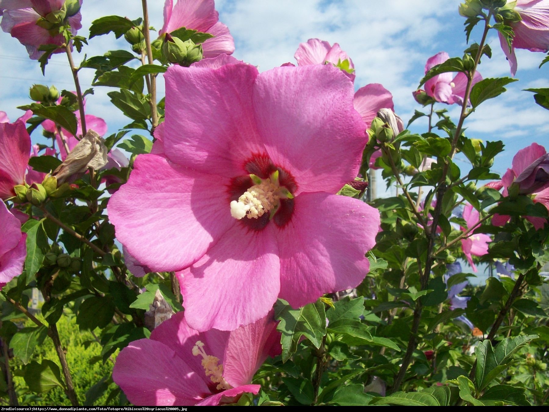 Hibiscus syryjski Ketmia syryjska WOODBRIDGE - Hibiscus syriacus WOODBRIDGE