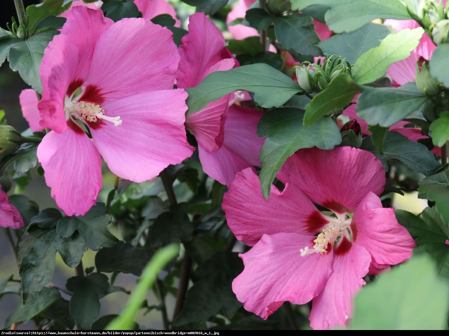 Hibiscus syryjski Ketmia syryjska WOODBRIDGE - Hibiscus syriacus WOODBRIDGE