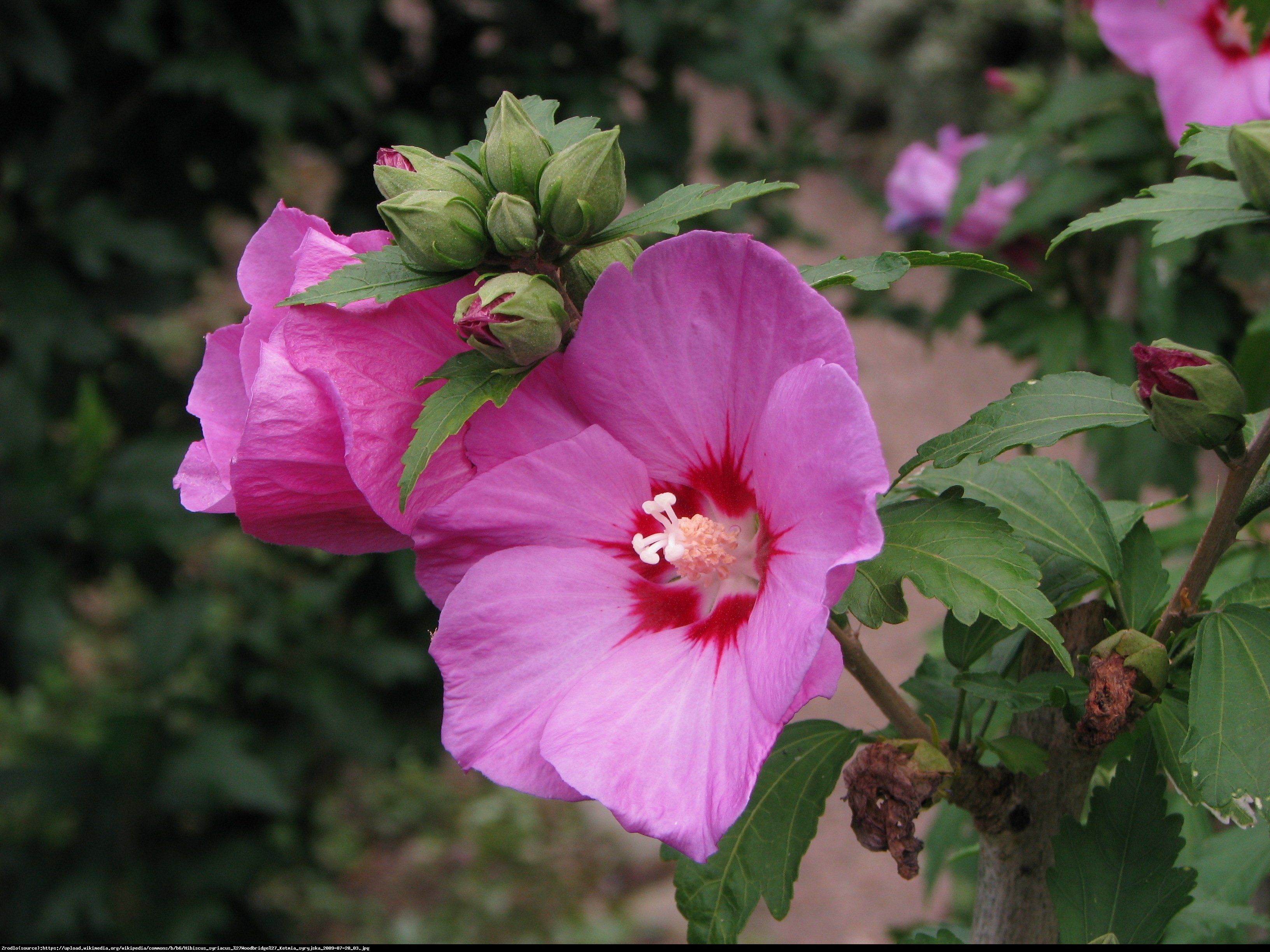 Hibiscus syryjski Ketmia syryjska WOODBRIDGE - Hibiscus syriacus WOODBRIDGE