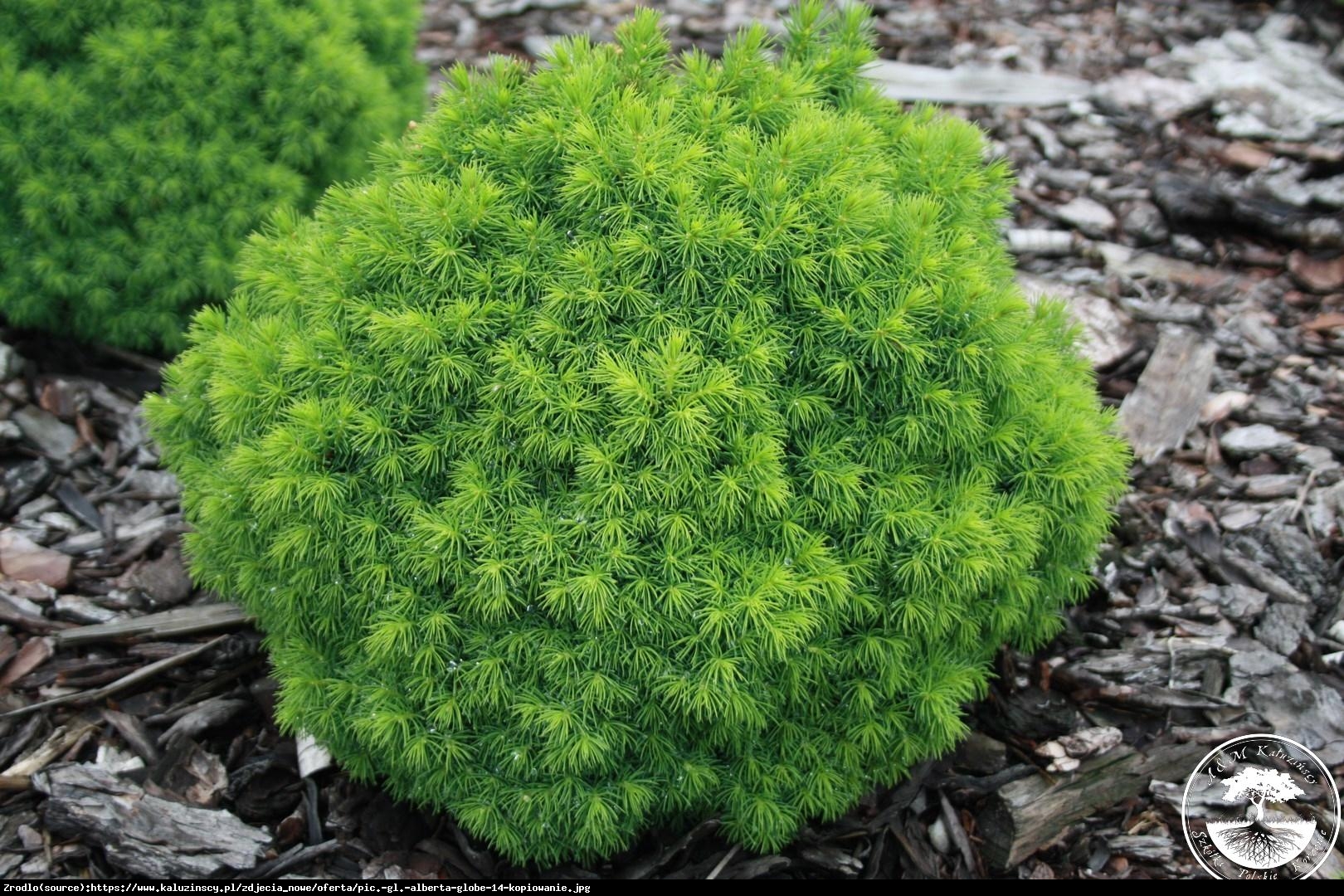 Świerk biały Alberta Globe - Picea glauca Alberta Globe