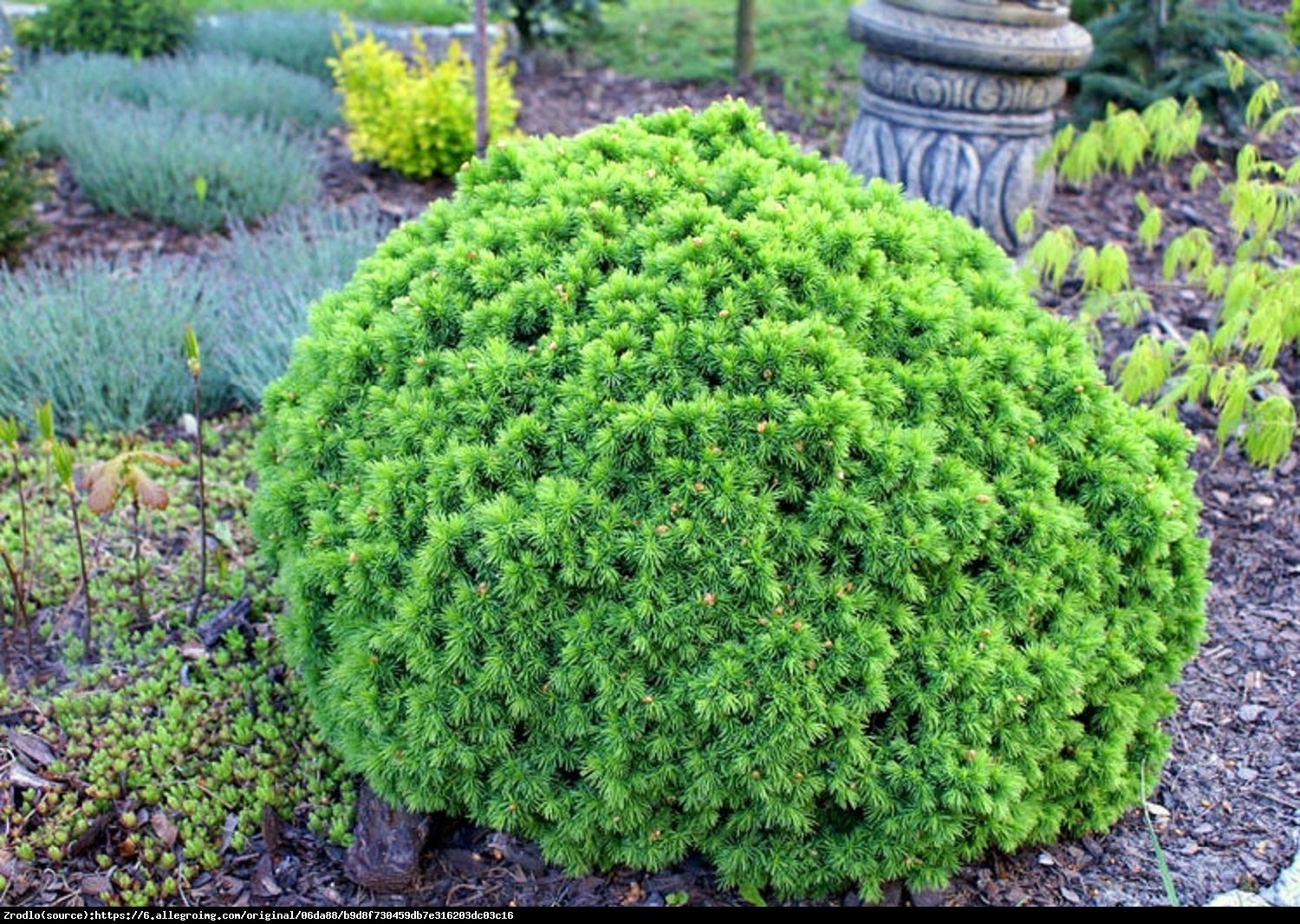 Świerk biały Alberta Globe - Picea glauca Alberta Globe