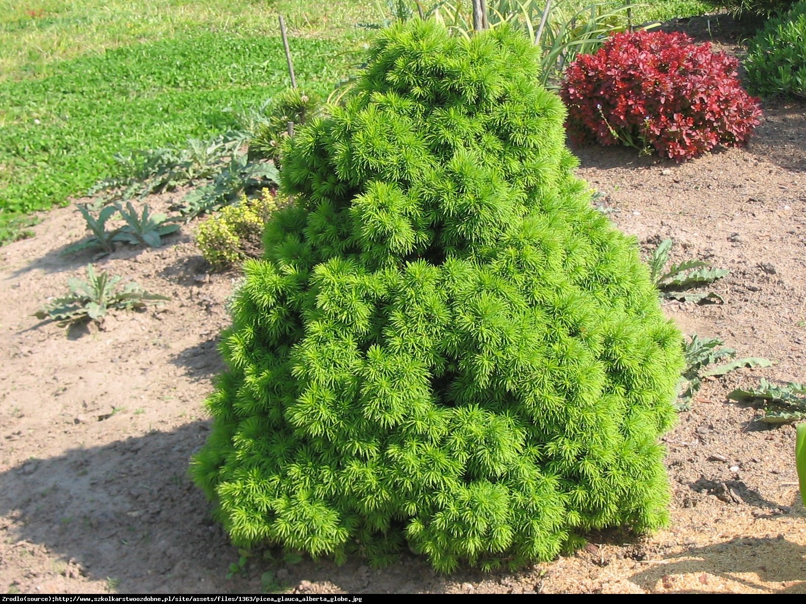 Świerk biały Alberta Globe - Picea glauca Alberta Globe