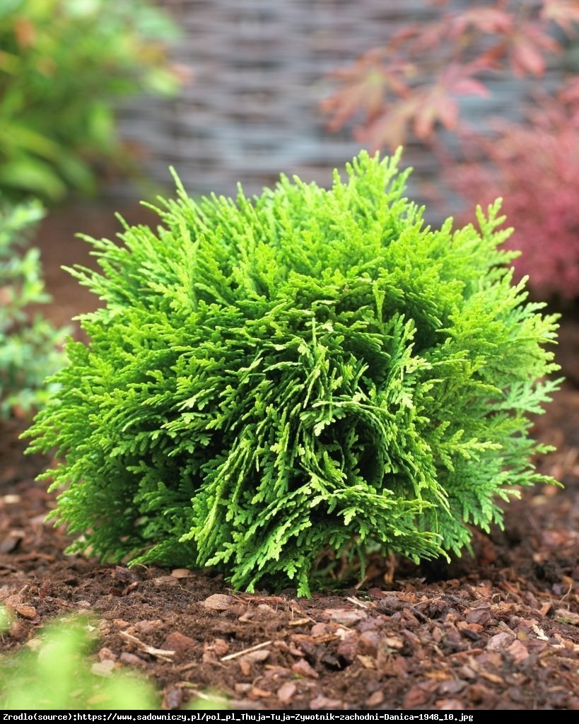 Tuja Żywotnik zachodni Teddy - Thuja occidentalis Teddy