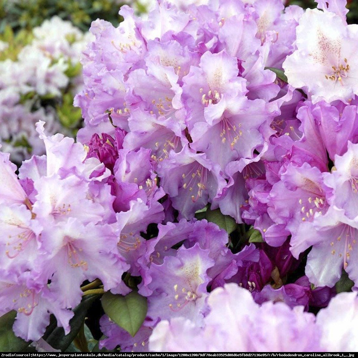 Różanecznik Caroline Allbrook - Rhododendron Caroline Allbrook